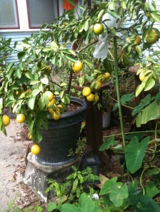 Lemon Tree Oct09